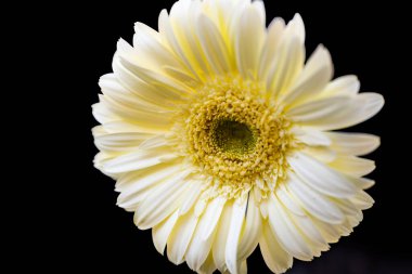 Bahçedeki güzel çiçekler çiçek tarhında 