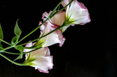 Siyah arkaplanda güzel Eustoma çiçekleri, yakın görüş