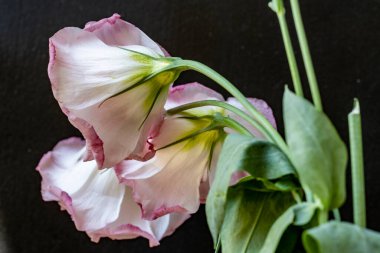 Siyah arkaplanda güzel Eustoma çiçekleri, yakın görüş