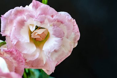 Siyah arkaplanda güzel Eustoma çiçekleri, yakın görüş