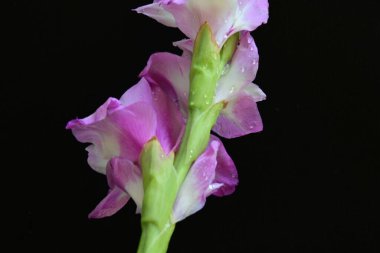 Stüdyo çekimi. Çiçek açan mor Gladiolus palustris çiçekleri 