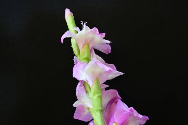  siyah arkaplanda mor Gladiolus palustris çiçekleri 