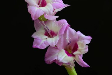  siyah arkaplanda mor Gladiolus palustris çiçekleri 