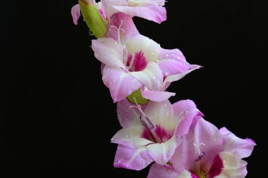  siyah arkaplanda mor Gladiolus palustris çiçekleri 