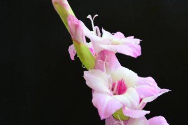 Çiçek açan mor Gladiolus palustris çiçekleri siyah arkaplanda 