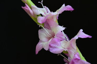 Çiçek açan mor Gladiolus palustris çiçekleri siyah arkaplanda 