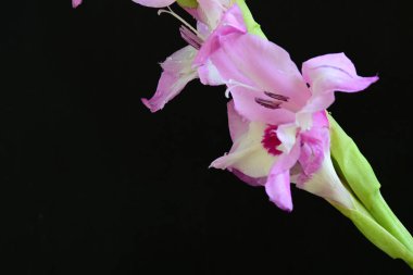  siyah arkaplanda mor Gladiolus palustris çiçekleri 