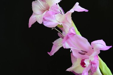 Çiçek açan mor Gladiolus palustris çiçekleri siyah arkaplanda 
