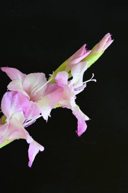 Çiçek açan mor Gladiolus palustris çiçekleri siyah arkaplanda 