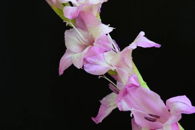 Çiçek açan mor Gladiolus palustris çiçekleri siyah arkaplanda 