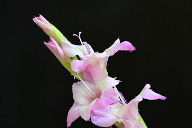  siyah arkaplanda mor Gladiolus palustris çiçekleri 