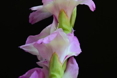 Siyah arkaplanda mor Gladiolus palustris çiçeklerinin makro çekimi 