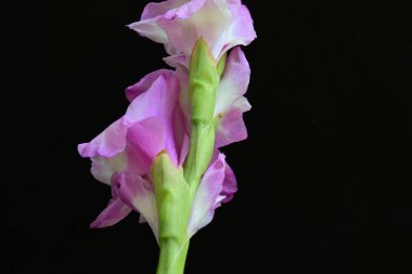  siyah arkaplanda mor Gladiolus palustris çiçekleri 