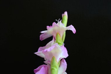 Çiçek açan mor Gladiolus palustris çiçekleri siyah arkaplanda 
