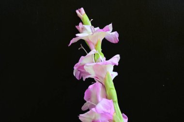  siyah arkaplanda mor Gladiolus palustris çiçekleri 