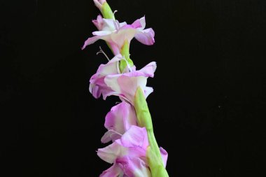 Çiçek açan mor Gladiolus palustris çiçekleri siyah arkaplanda 