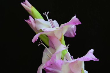 Siyah arkaplanda mor Gladiolus palustris çiçeklerinin makro çekimi 
