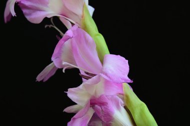 Siyah arkaplanda mor Gladiolus palustris çiçeklerinin makro çekimi 