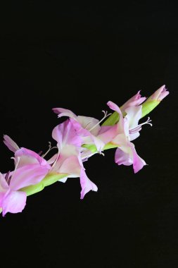 Stüdyo çekimi. Çiçek açan mor Gladiolus palustris çiçekleri 
