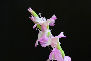Stüdyo çekimi. Çiçek açan mor Gladiolus palustris çiçekleri 