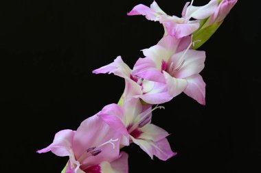 Çiçek açan mor Gladiolus palustris çiçekleri siyah arkaplanda 
