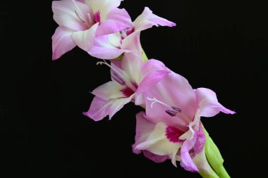 Stüdyo çekimi. Çiçek açan mor Gladiolus palustris çiçekleri 