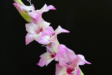 Çiçek açan mor Gladiolus palustris çiçekleri siyah arkaplanda 