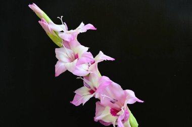 Stüdyo çekimi. Çiçek açan mor Gladiolus palustris çiçekleri 