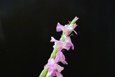 Siyah arkaplanda mor Gladiolus palustris çiçeklerinin makro çekimi 