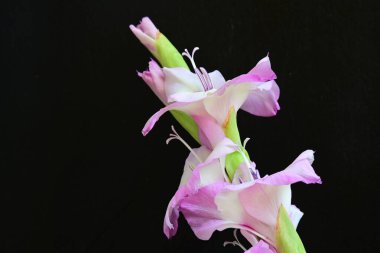 Siyah arkaplanda mor Gladiolus palustris çiçeklerinin makro çekimi 