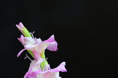  siyah arkaplanda mor Gladiolus palustris çiçekleri 