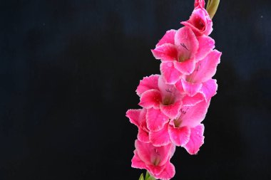 Siyah arka planda pembe gladiolus çiçekleri