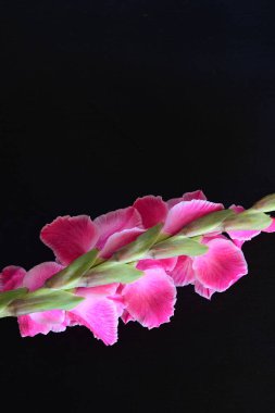 Siyah arka planda pembe gladiolus çiçekleri