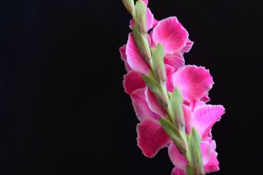 Siyah arka planda pembe gladiolus çiçekleri