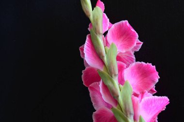Siyah arka planda pembe gladiolus çiçekleri
