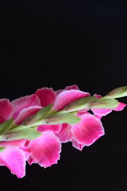 Siyah arka planda pembe gladiolus çiçekleri