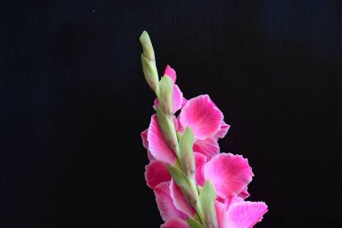 Gladiolus kontrastlı dramatik çiçek manzarası