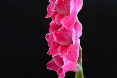 Gladiolus kontrastlı dramatik çiçek manzarası