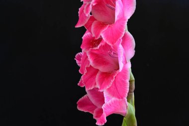 Gladiolus kontrastlı dramatik çiçek manzarası