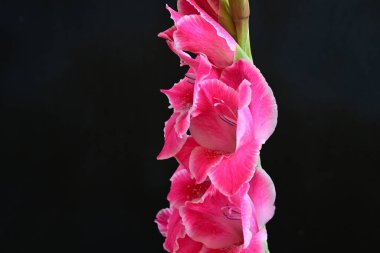 Gladiolus kontrastlı dramatik çiçek manzarası