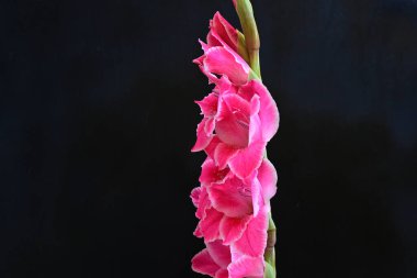 Siyah yüzeyde parıldayan Gladiolus çiçekleri