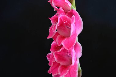 Siyah yüzeyde parıldayan Gladiolus çiçekleri