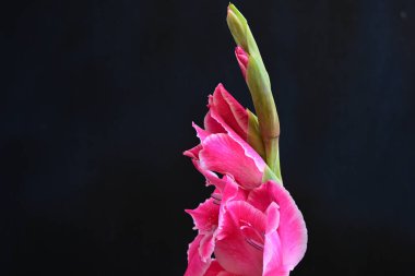 Siyah yüzeyde parıldayan Gladiolus çiçekleri