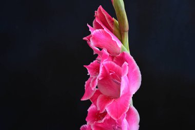 Siyah yüzeyde parıldayan Gladiolus çiçekleri