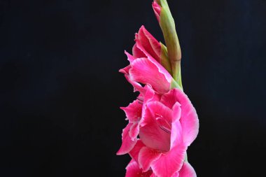 Siyah yüzeyde parıldayan Gladiolus çiçekleri