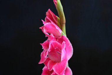 Siyah yüzeyde parıldayan Gladiolus çiçekleri