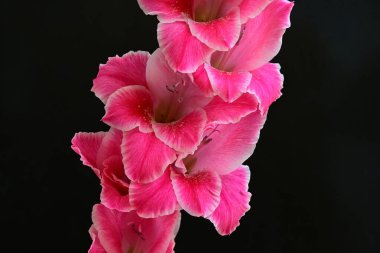 Derin arka planda parlak gladiolus yaprakları