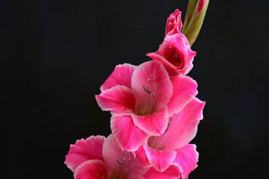 Derin arka planda parlak gladiolus yaprakları