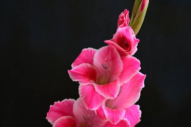 Derin arka planda parlak gladiolus yaprakları