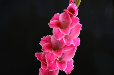 Koyu arkaplanı olan canlı gladiolus çiçekleri